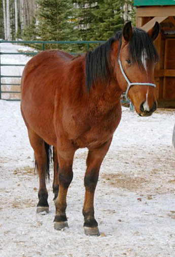 Cascade is a wild horse who is looking for a forever home
